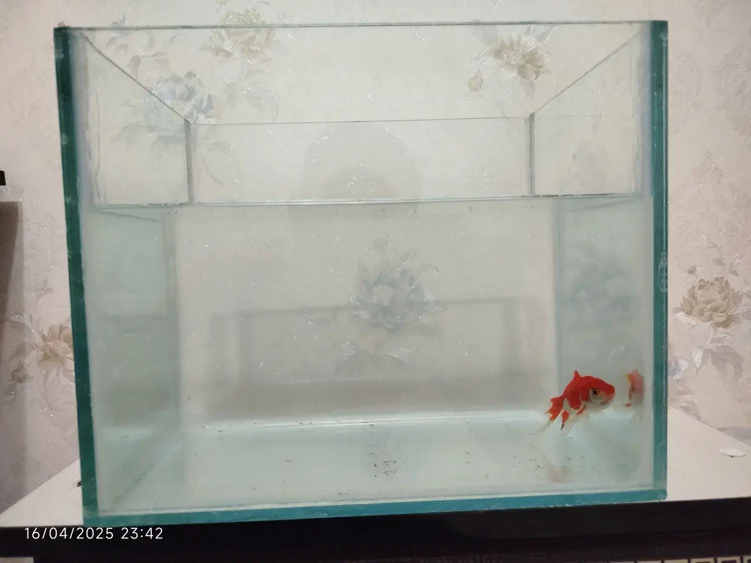 آکواریم|ماهی|بروجن, |دیوار