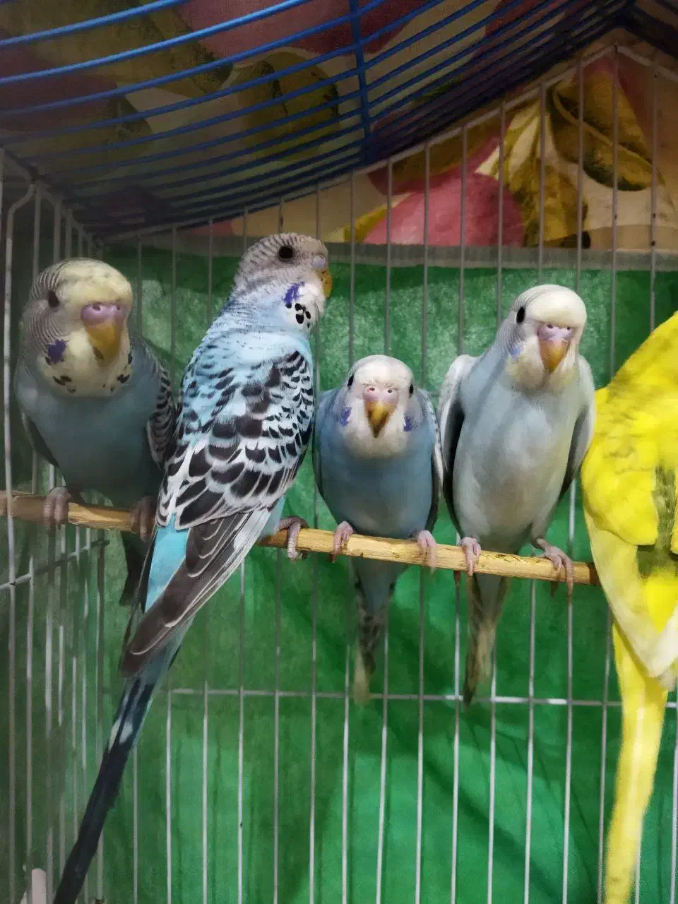 مرغ عشق|پرنده|رشت, حمیدیان|دیوار