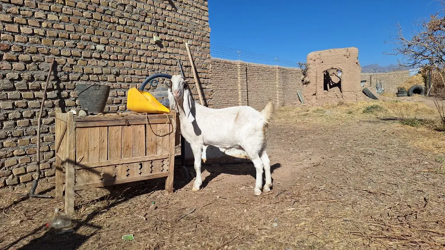 بز گلابی|حیوانات مزرعه|خلیل آباد, |دیوار