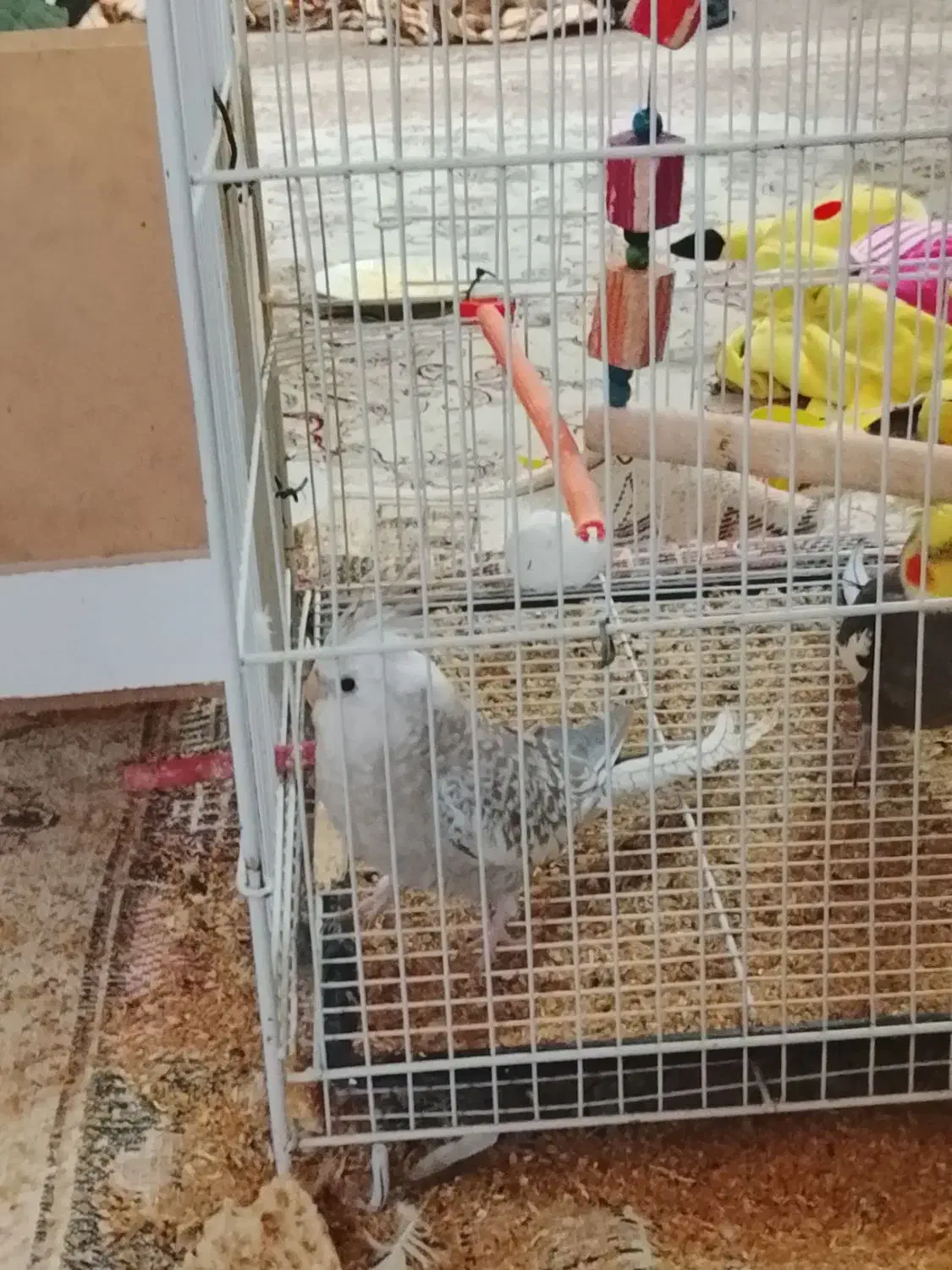 عروس هلندی|پرنده|کلاله, |دیوار