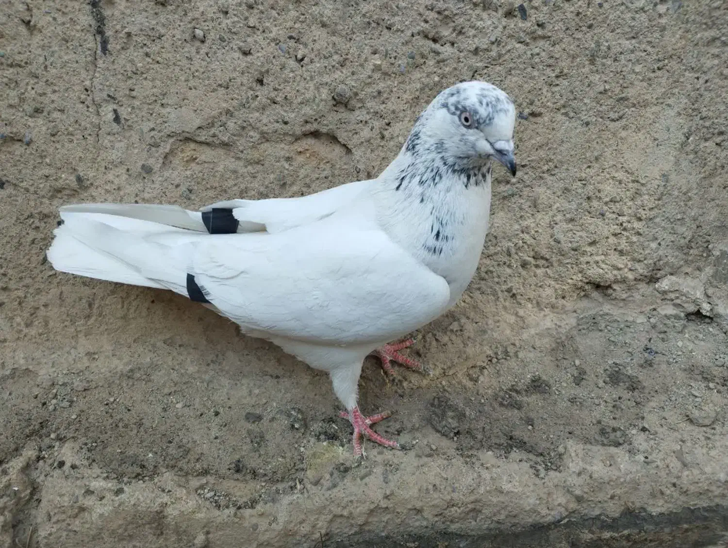 کفتر|پرنده|لنجان, |دیوار