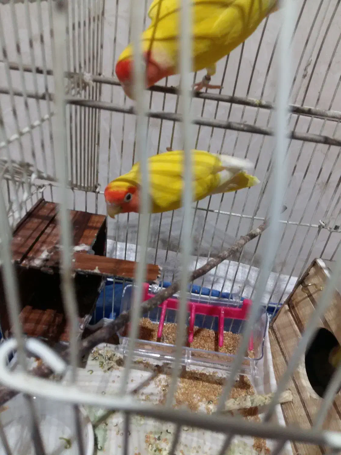 طوطی گمشده|حیوانات|شاهدشهر, |دیوار