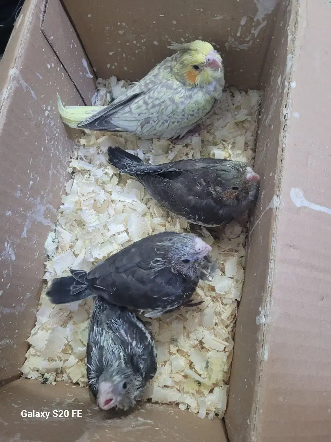 عروس سرلاکی|پرنده|ساری, |دیوار