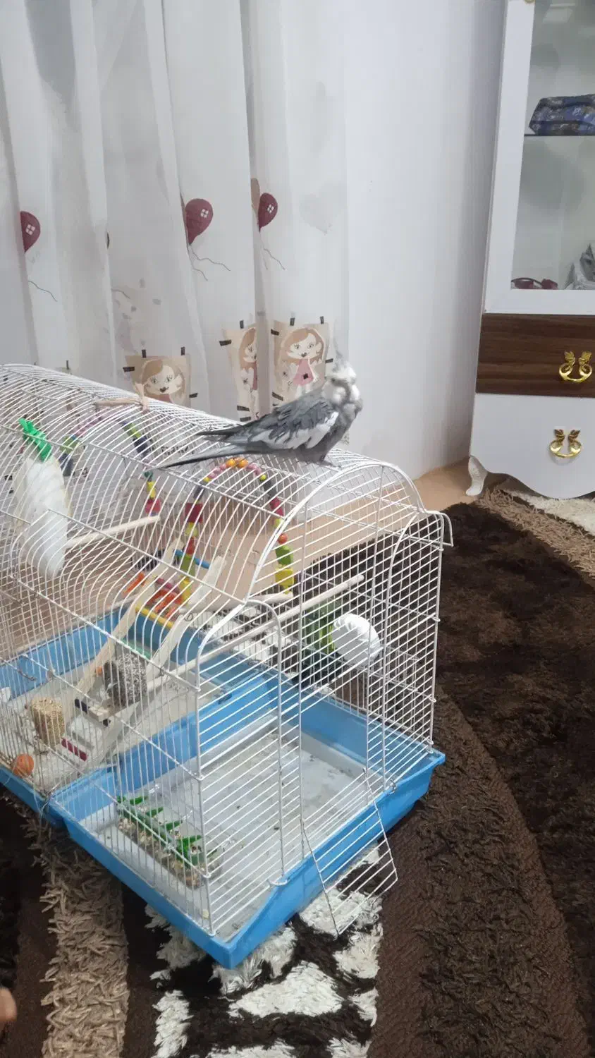 عروس هلندی نر|پرنده|ارومیه, |دیوار