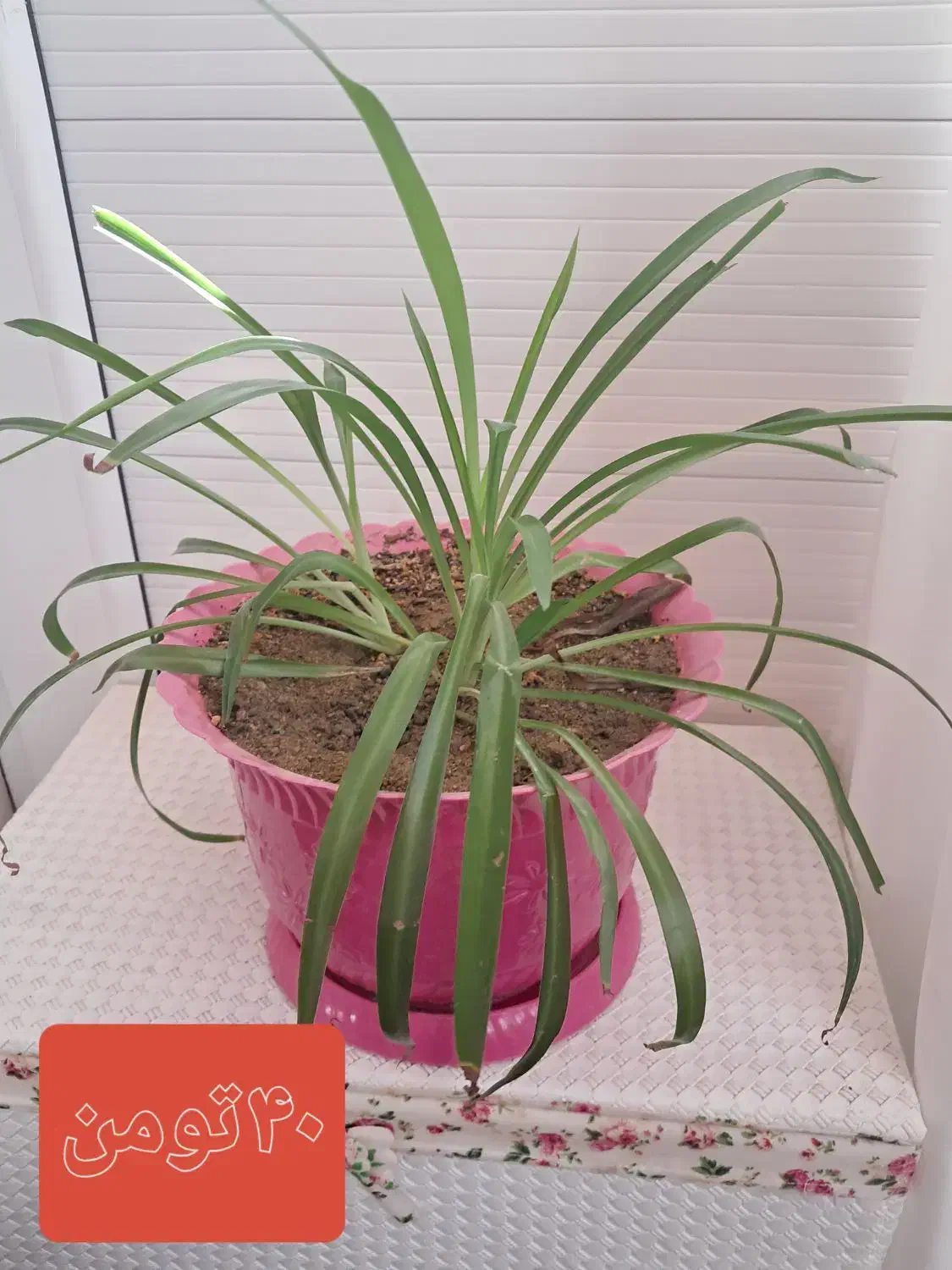 گل وگلدون فروشی قیمت توافقی|گل و گیاه طبیعی|شاهنجرین, |دیوار