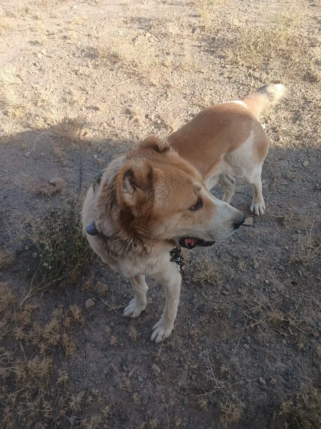 مشهد|سگ|رضویه, |دیوار