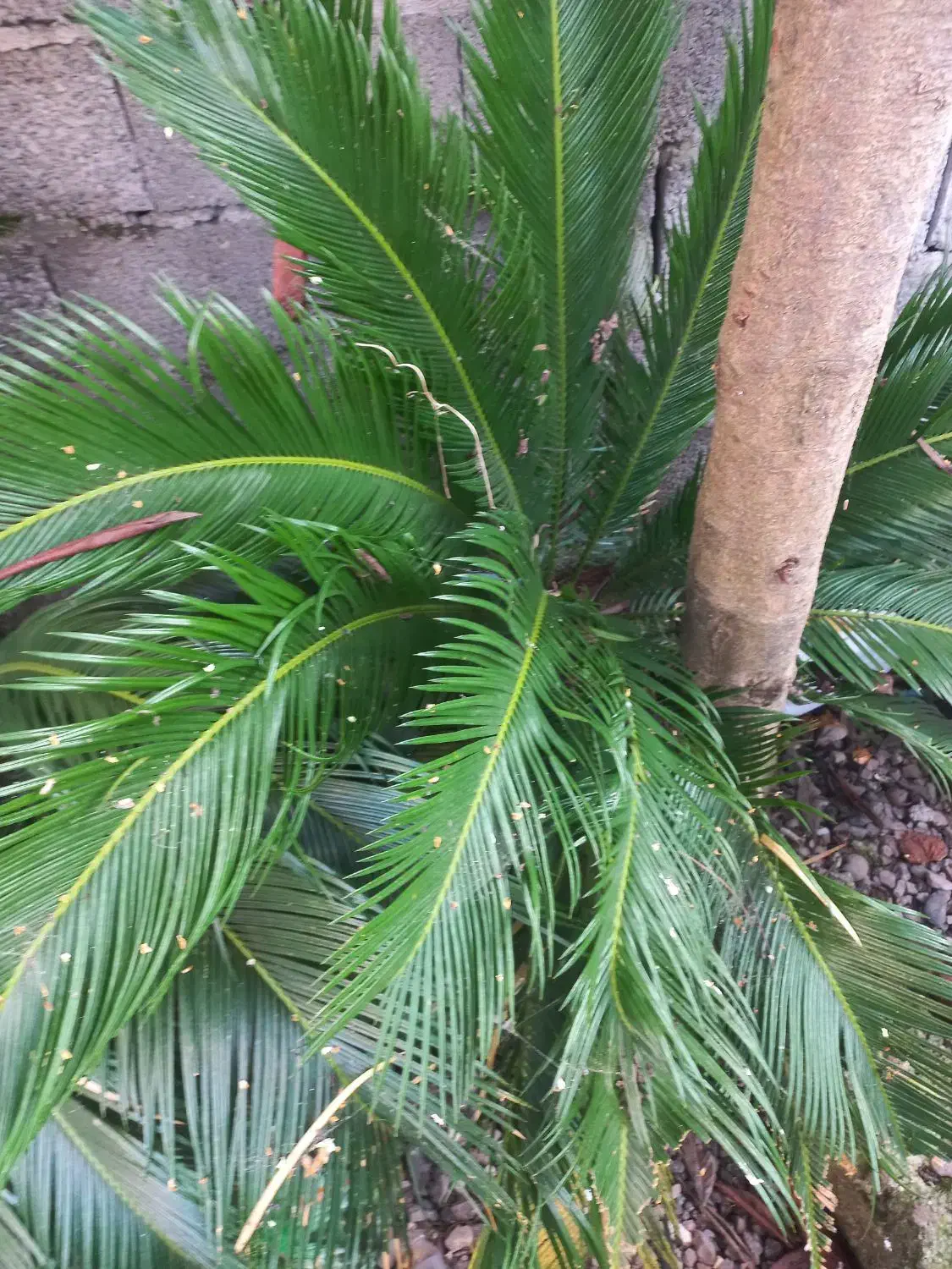 دو عدد گل سیکاس|گل و گیاه طبیعی|رشت, لاکان|دیوار