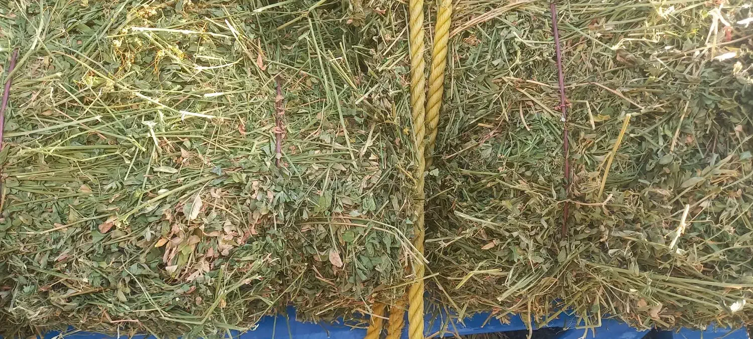 یونجه خشک انباری|لوازم جانبی حیوانات|زنجان, |دیوار