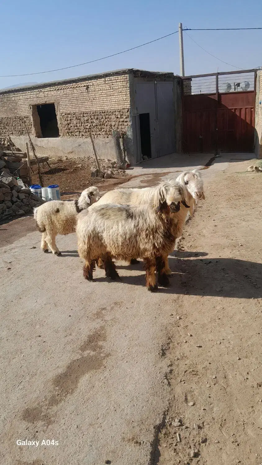فروشی|حیوانات مزرعه|رودشت (چهارمحال و بختیاری), |دیوار