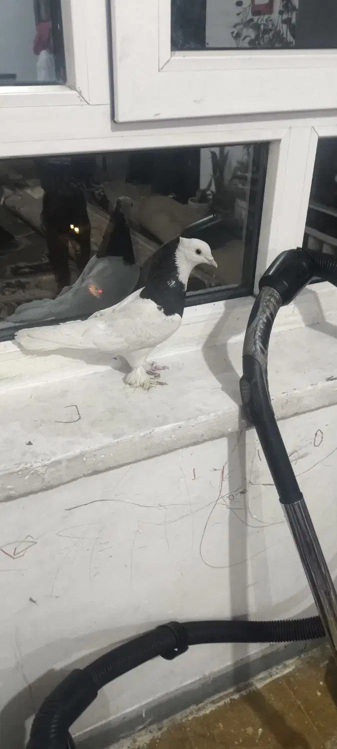 کبوتر|پرنده|شیراز, رازی|دیوار