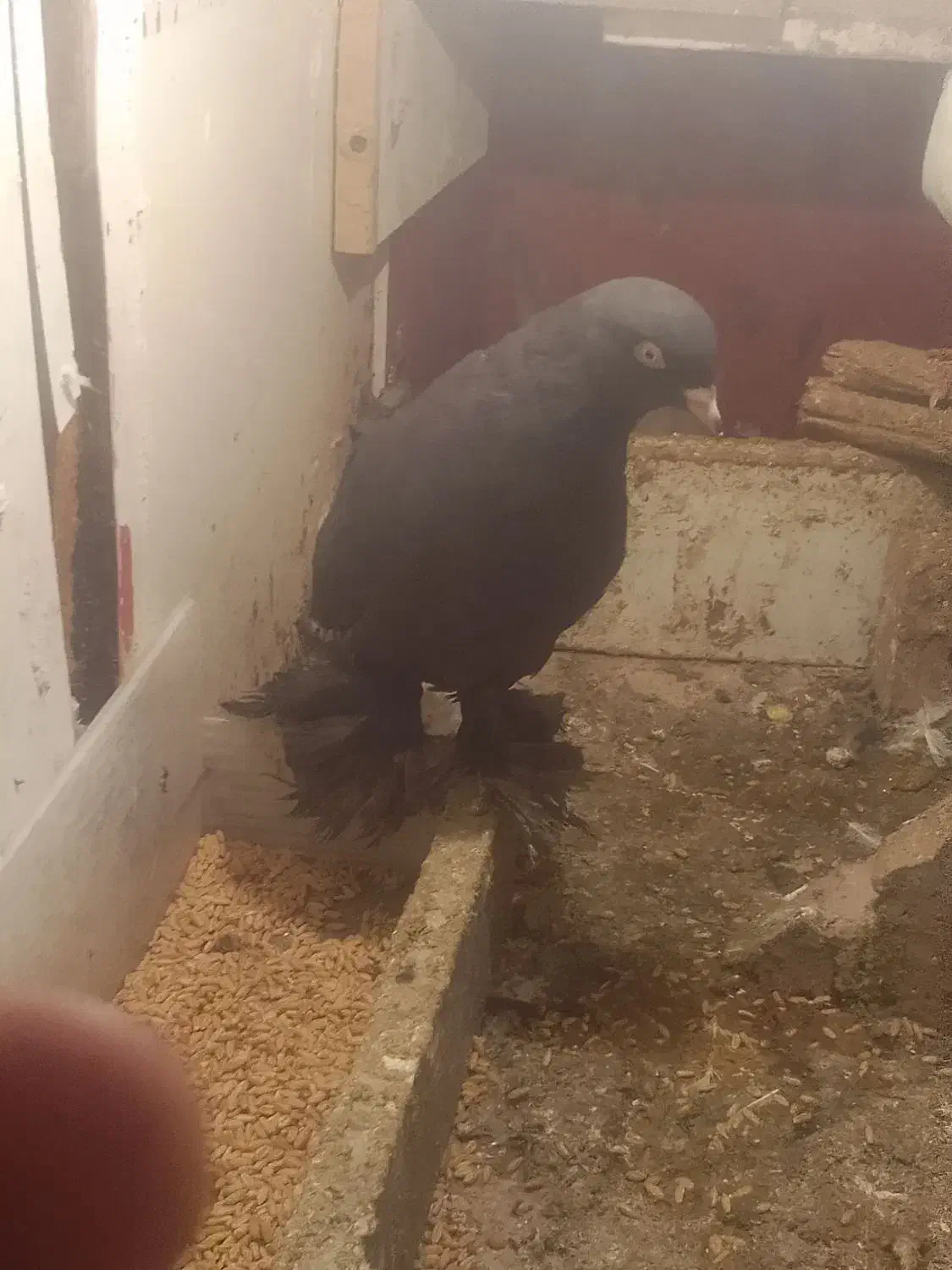 کبوتر|پرنده|تبریز, |دیوار