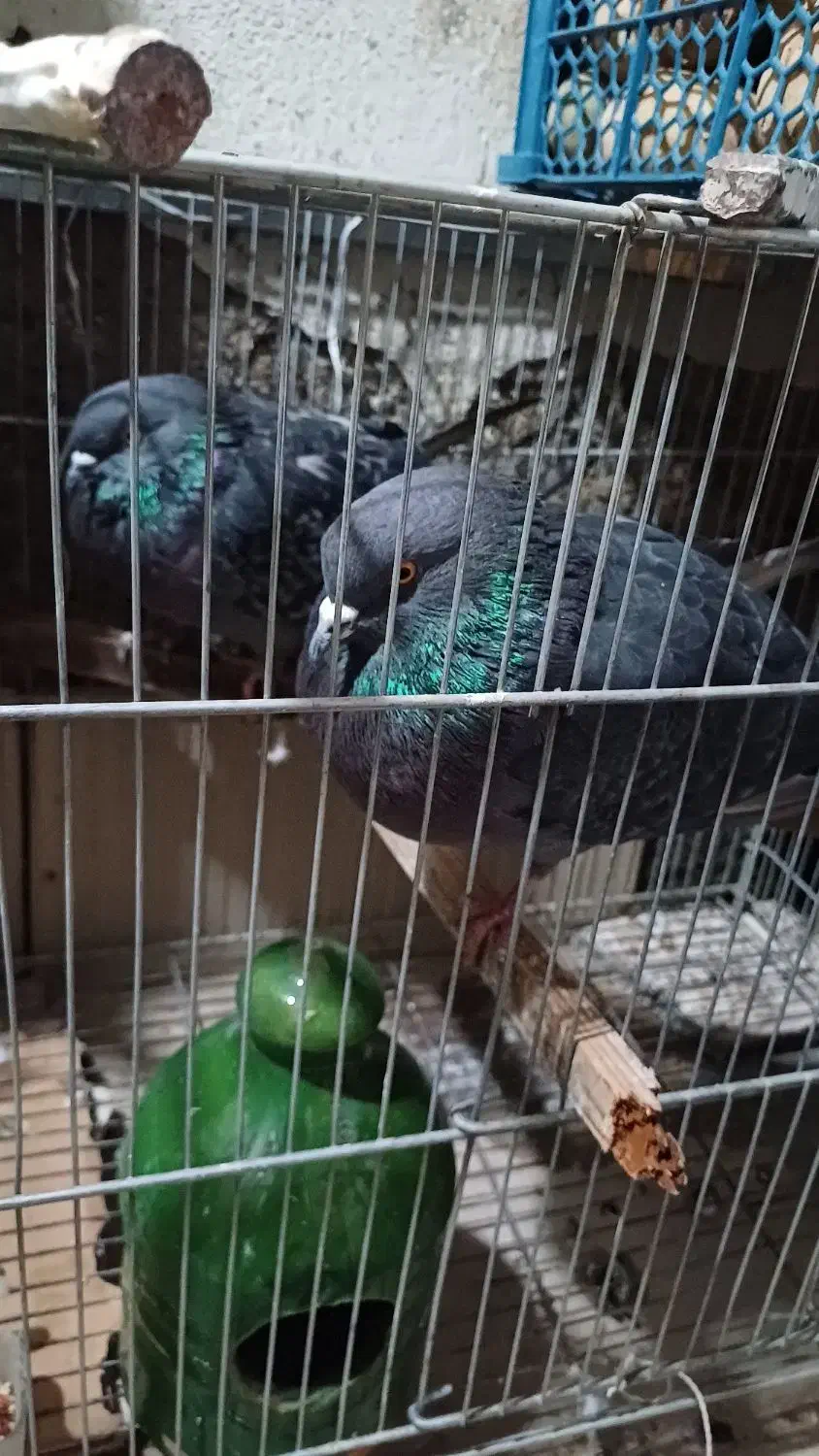 یه جفت سیاهی آخرت پرش|پرنده|ماهدشت, |دیوار