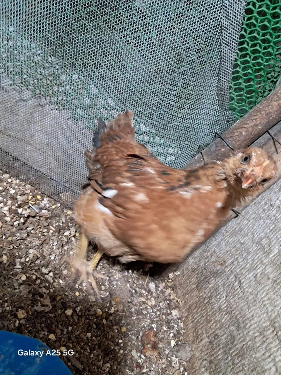 جوجه محلی|حیوانات مزرعه|شیراز, شیخ روزبهان|دیوار