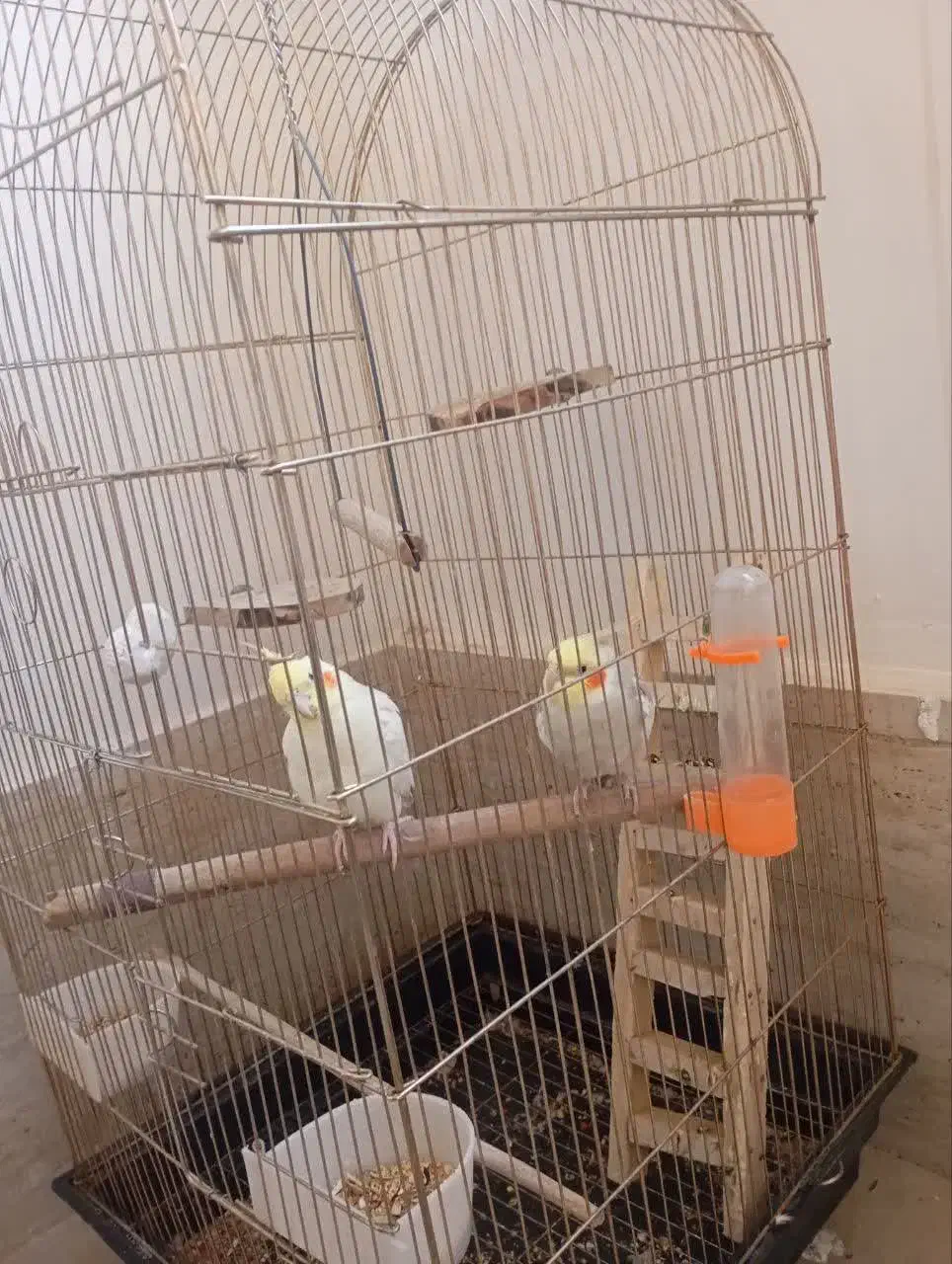 عروس هلندی|پرنده|رباط‌کریم, کاظم‌آباد|دیوار