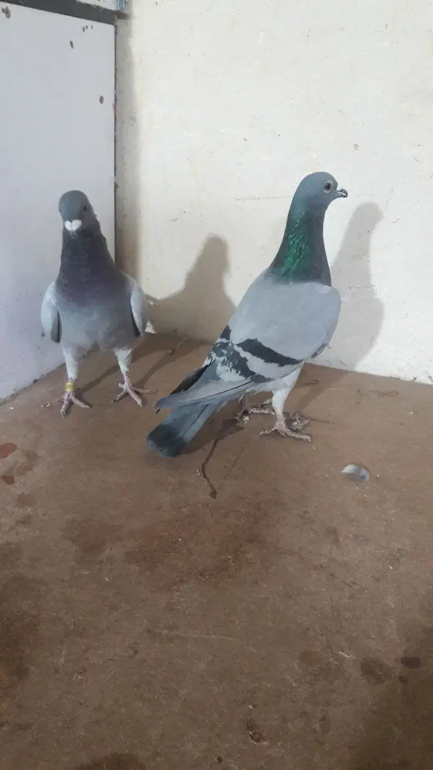 کبوتر پلاکی|پرنده|همدان, |دیوار