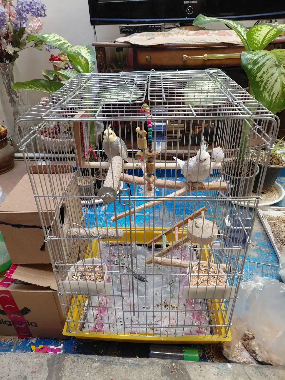 عروس هلندی نر ماده+قفس نو+با لوازم کامل ۲ میلیون|پرنده|ری, دیلمان|دیوار