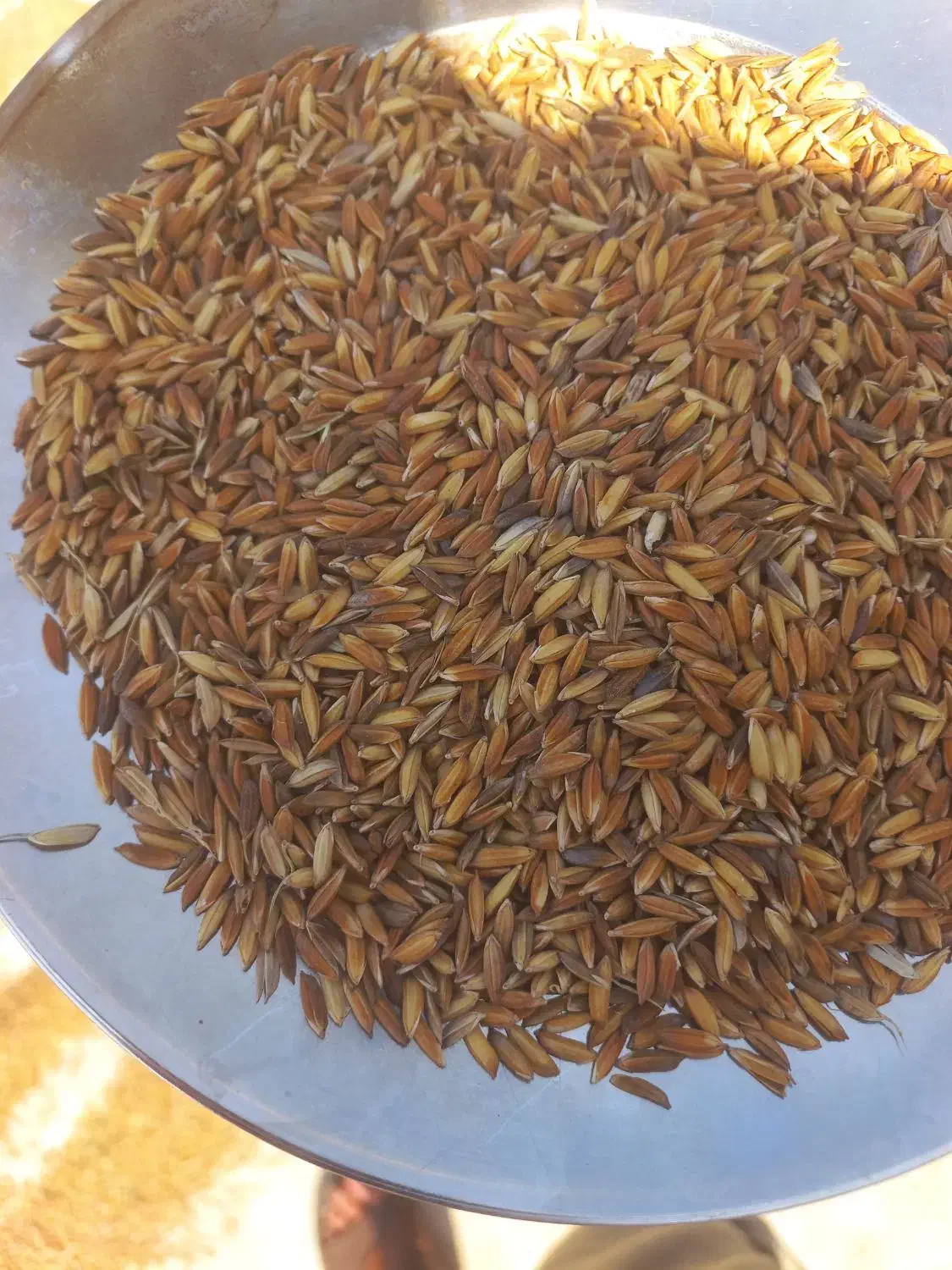 چلتوک تیلکی بذری یه دست ۴ تون دارم بذری خشک خشک|حراج|شوشتر, |دیوار