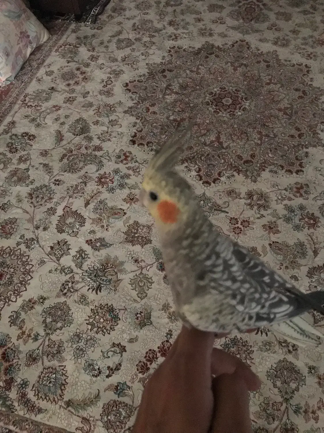 عروس هلندی گمشده|پرنده|تهران, مسعودیه|دیوار