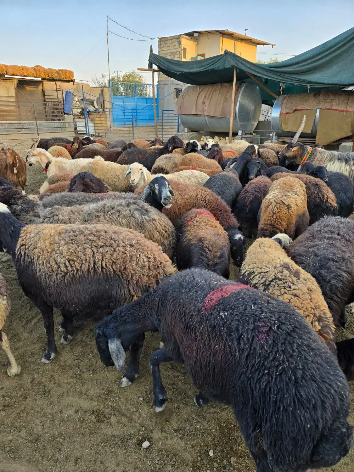 گله گوسفند میش افشاری بره|حیوانات مزرعه|اصفهان, بهارستان|دیوار