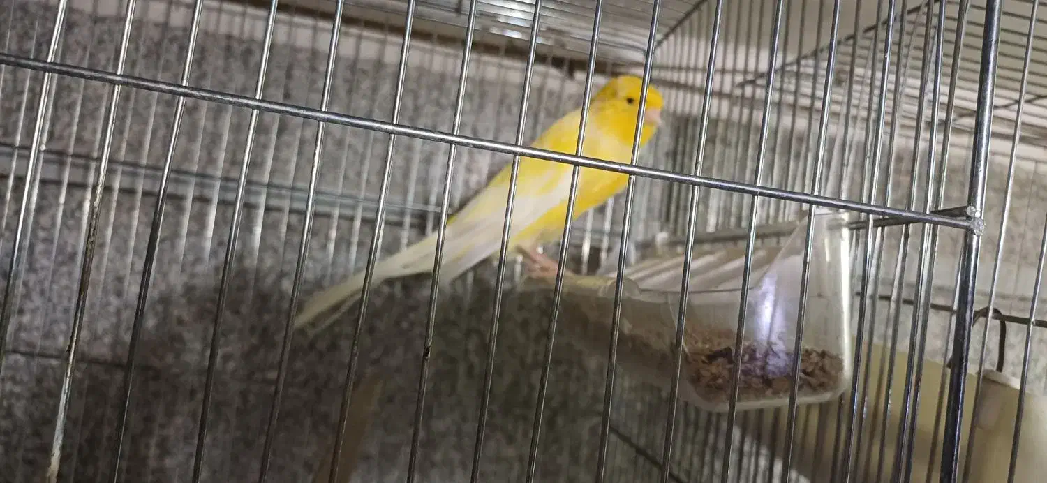 قناری رسمی بلند|پرنده|تهران, شهرک شریعتی|دیوار