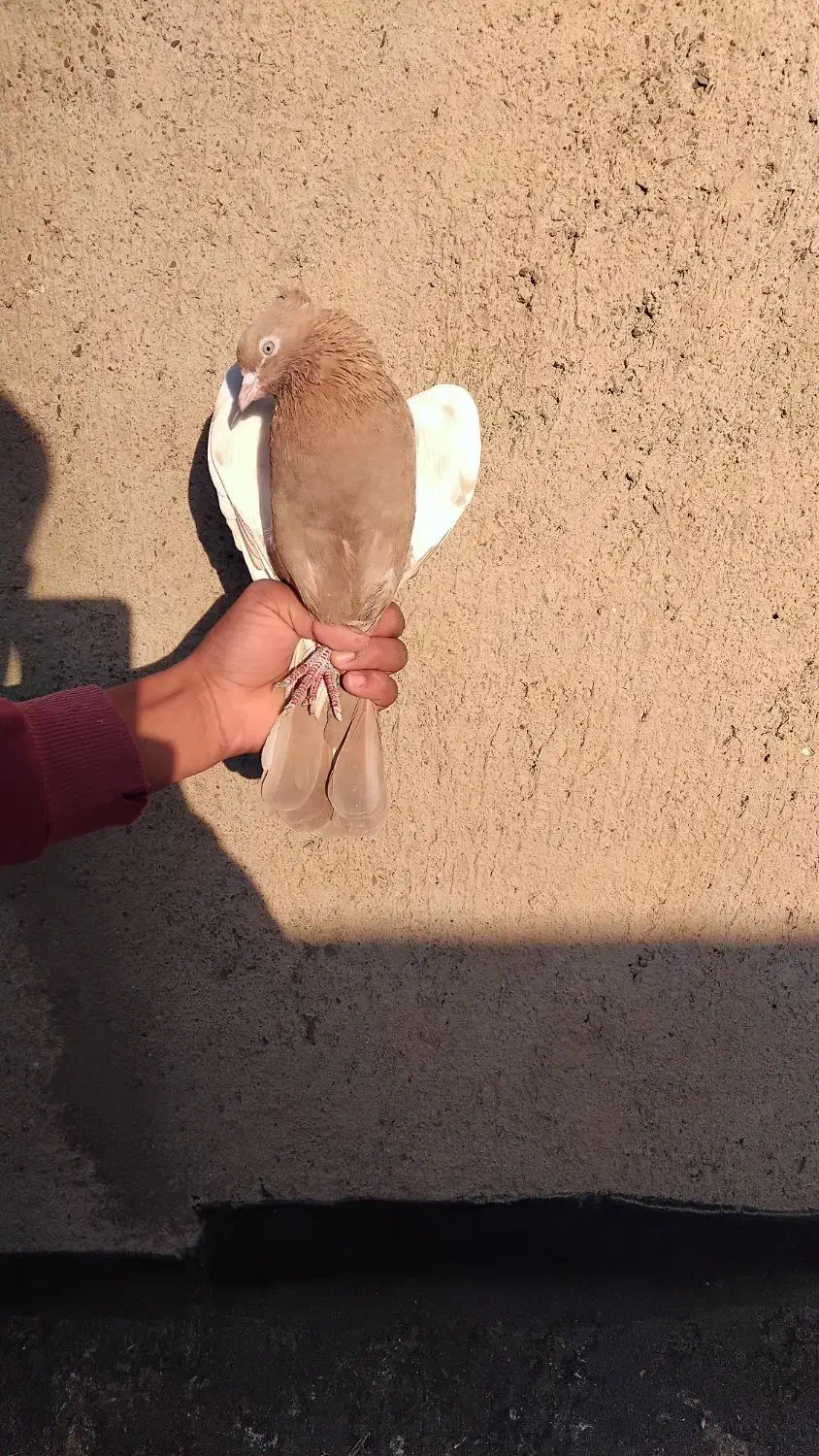 المانی زرد|پرنده|نیشابور, تیپ زرهی ۲۱  امام رضا (ع)|دیوار