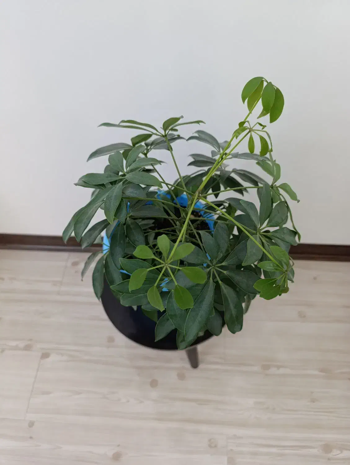 گیاهان آپارتمانی با گلدان های زیبا قیمت مناسب|گل و گیاه طبیعی|کرج, گلشهر|دیوار