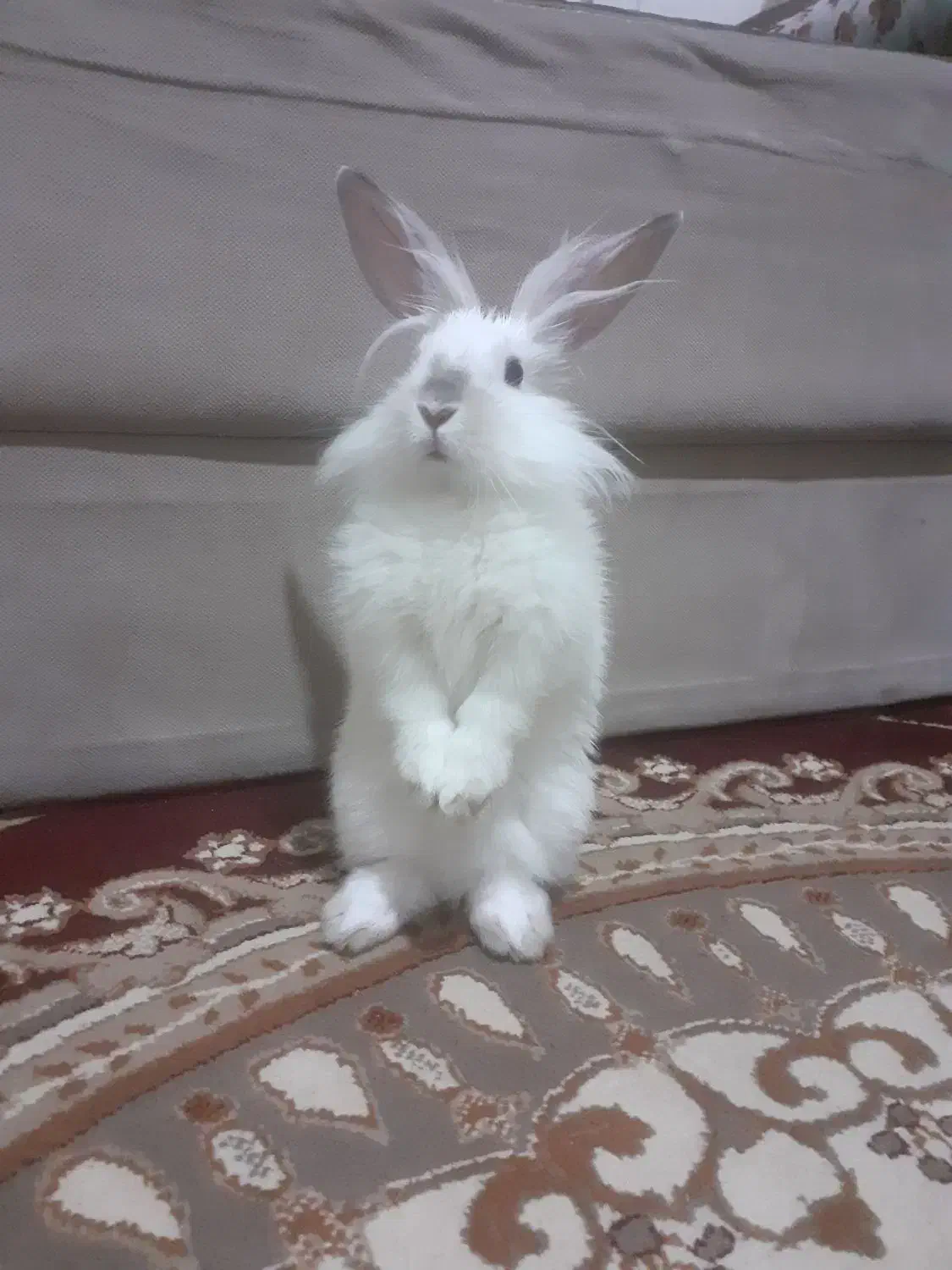 خرگوش لوپ|موش و خرگوش|اراک, |دیوار