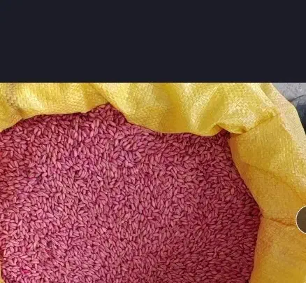 گندم بذری سم زده|عمدهفروشی|نورآباد, |دیوار