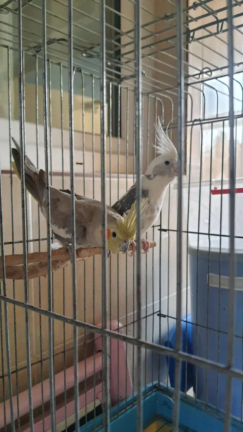 عروس هلندی|پرنده|قم, بنیاد|دیوار