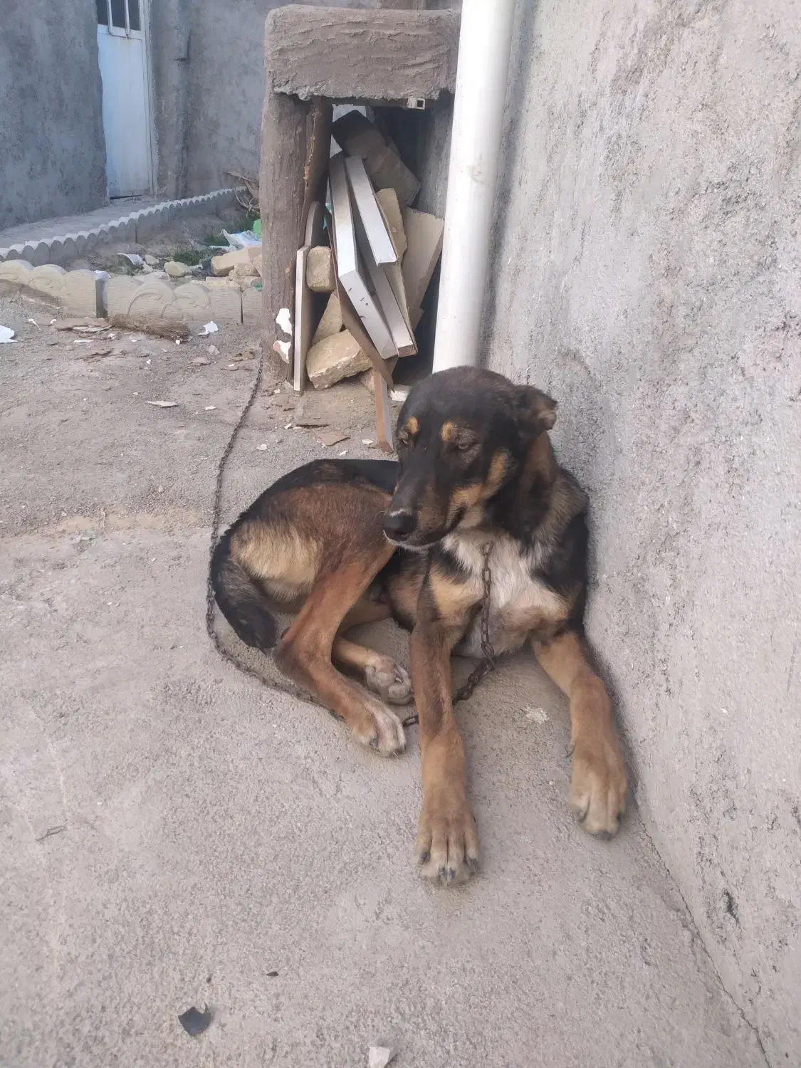 سک ژرمن نژاد شپرد اصیل|سگ|بجنورد, |دیوار