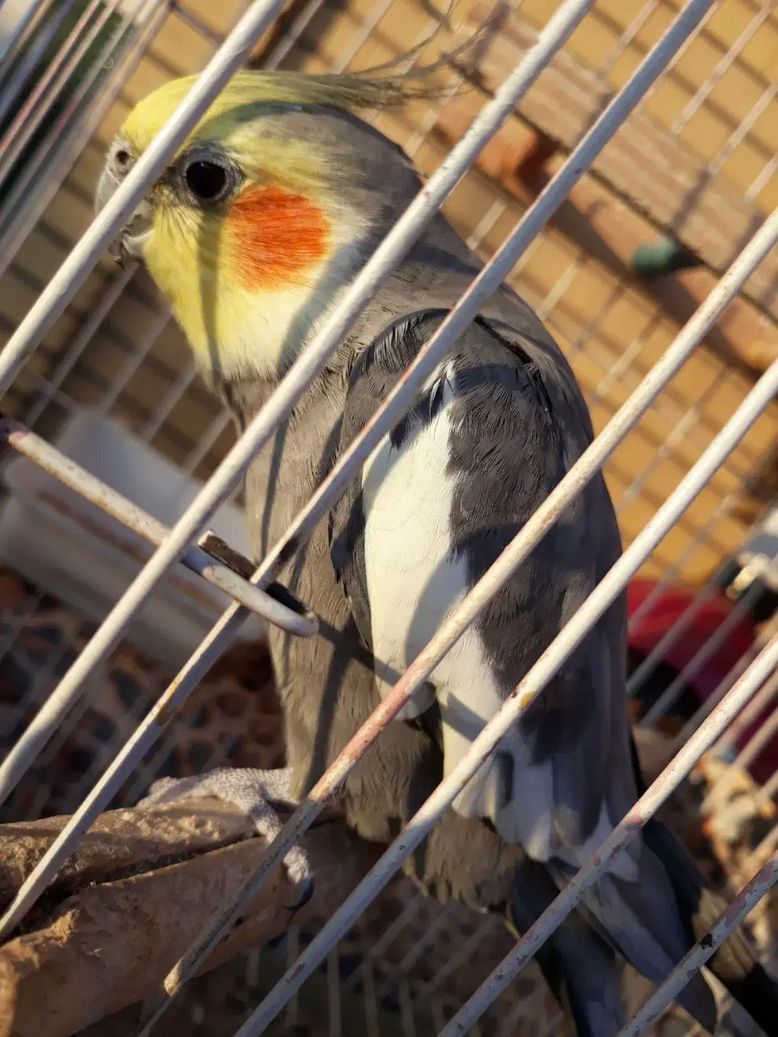 عروس هلندی نر|پرنده|اهواز, بهارستان|دیوار