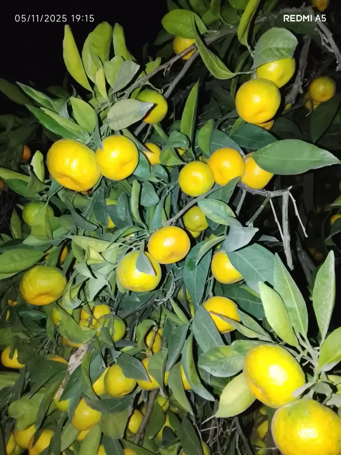 مرکبات ومیوه سر درختی وتازه|حراج|قائم‌شهر, |دیوار