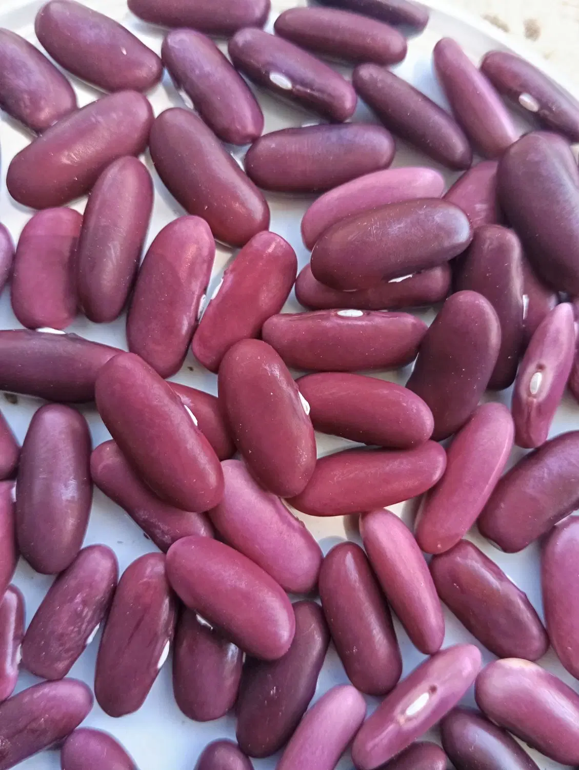 لوبیا|خوردنی و آشامیدنی|سپیدار, |دیوار
