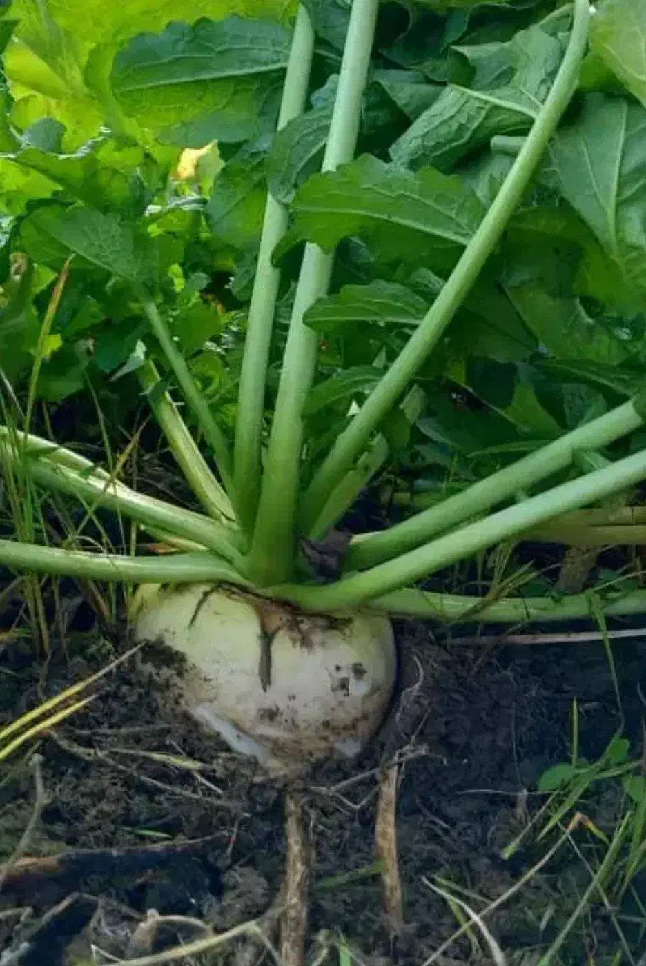 ترب برگ شیشه ای شیرین و ترد آبدار|خوردنی و آشامیدنی|تالش, هشتپر|دیوار