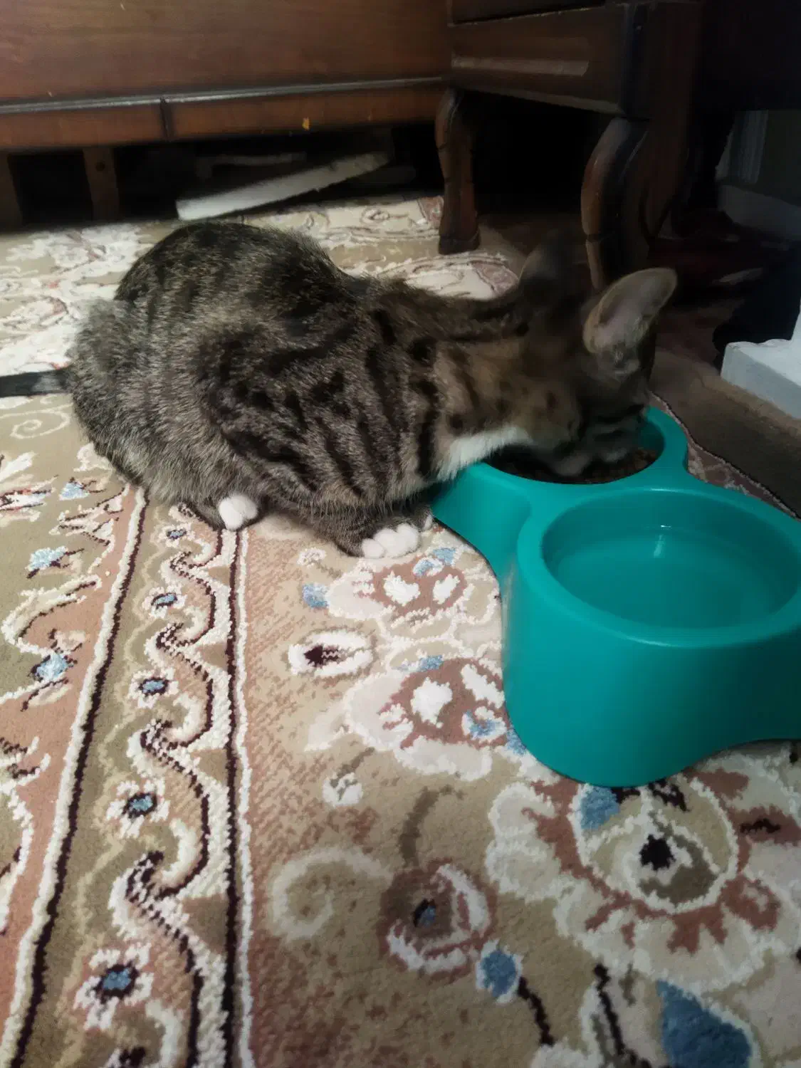 واگذاری رایگان گربه|گربه|مشهد, شاهد (شهرک غرب)|دیوار