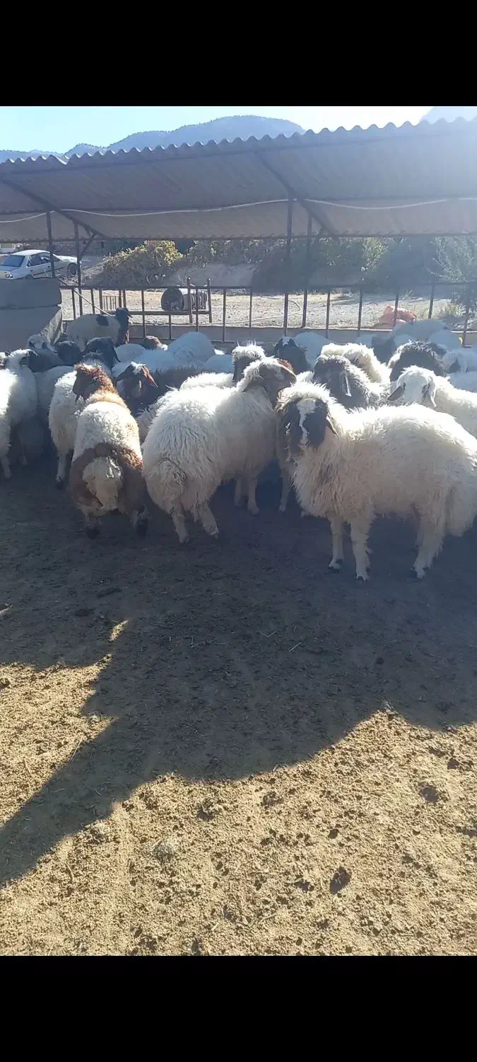 فروش گوسفند پروار|حیوانات مزرعه|کارزان, |دیوار