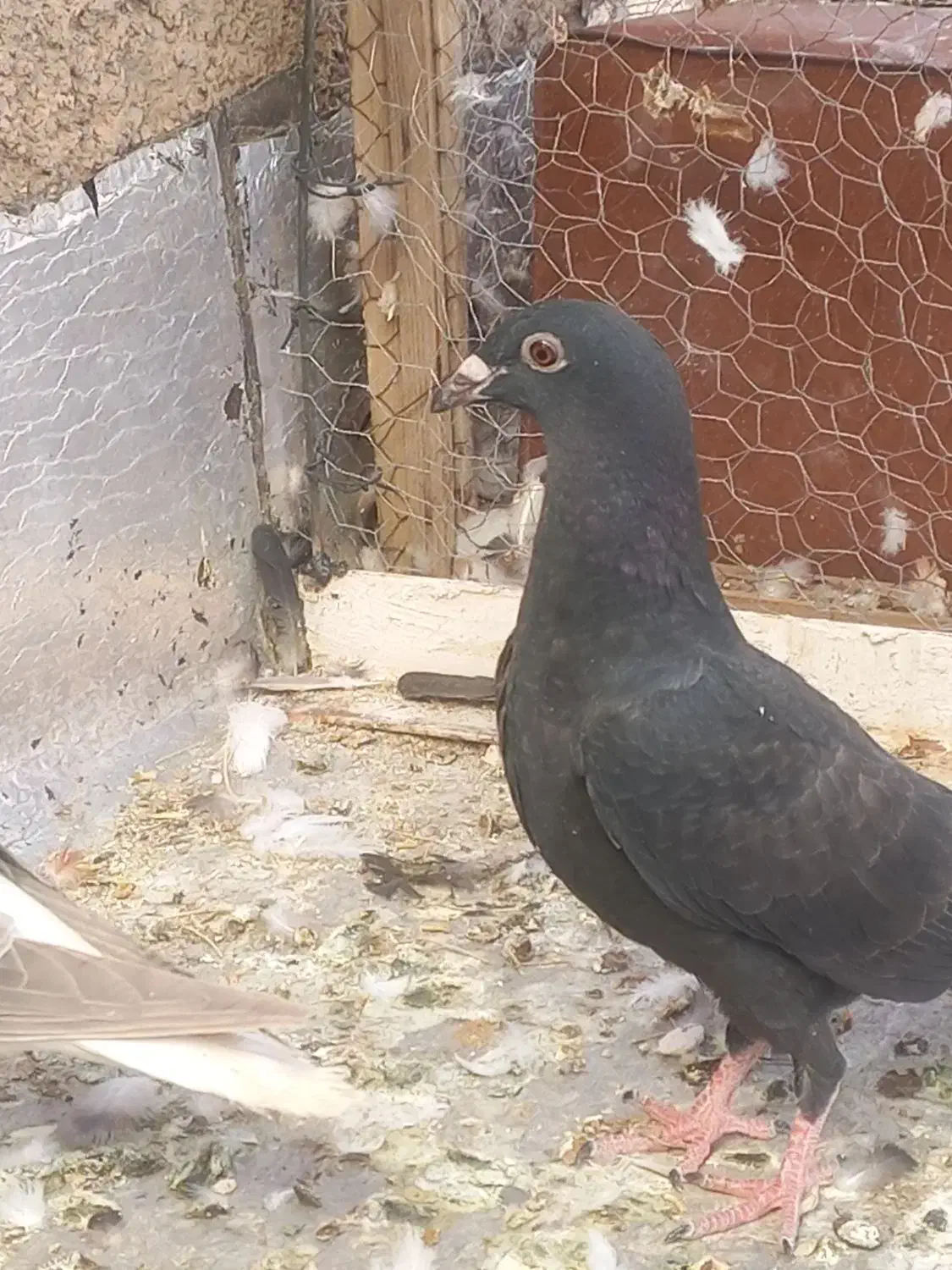 زاغ     کله سیاه ماده     ساده|پرنده|بیرجند, |دیوار