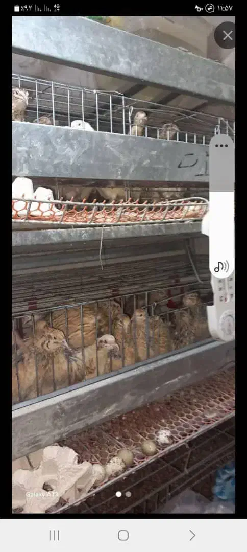 قفس پنج طبقه گالوانیزه|لوازم جانبی حیوانات|سلماس, |دیوار