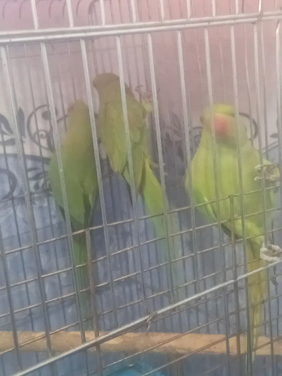 جوجه طوطی ملنگو|پرنده|ملارد, |دیوار