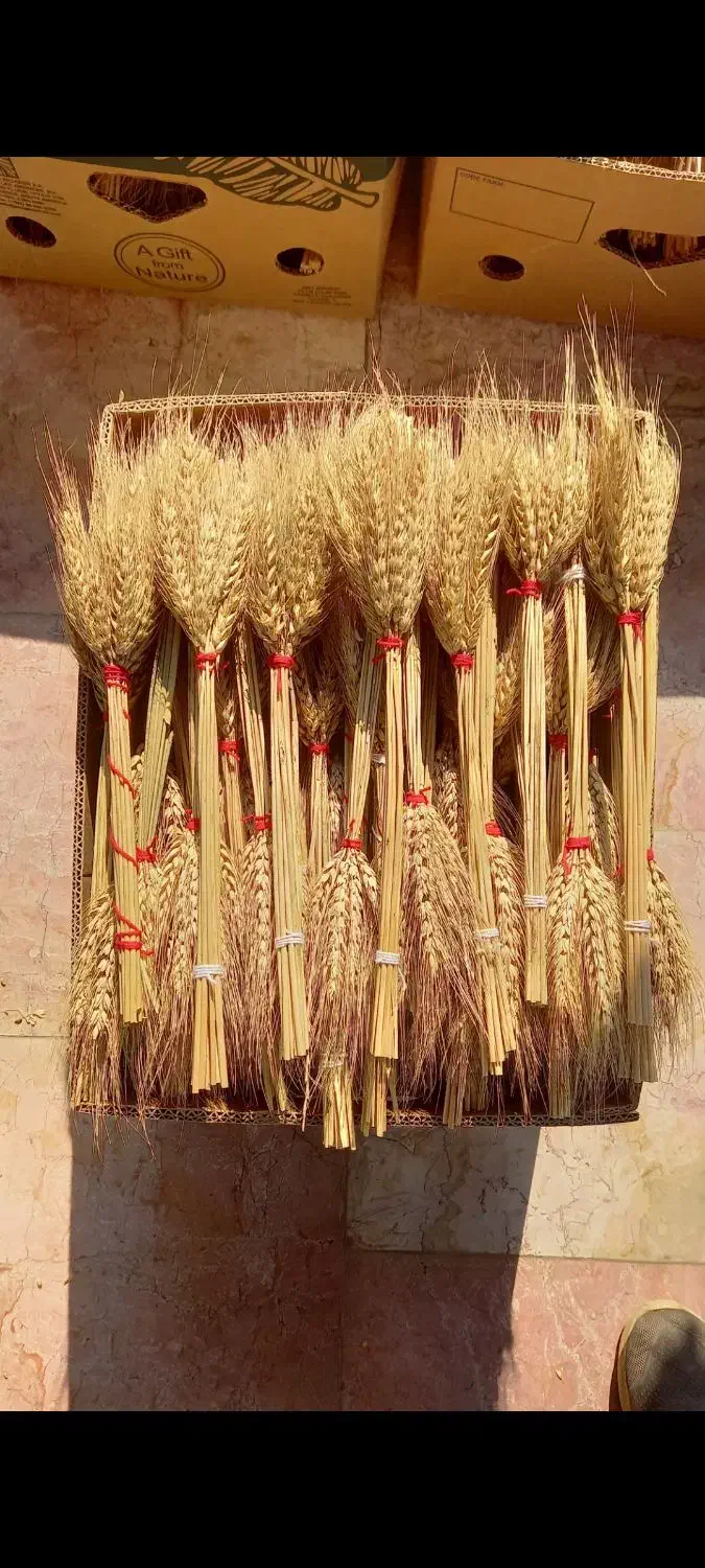 دسته خوشه گندم|صنایع دستی و سایر لوازم تزئینی|جویبار, |دیوار