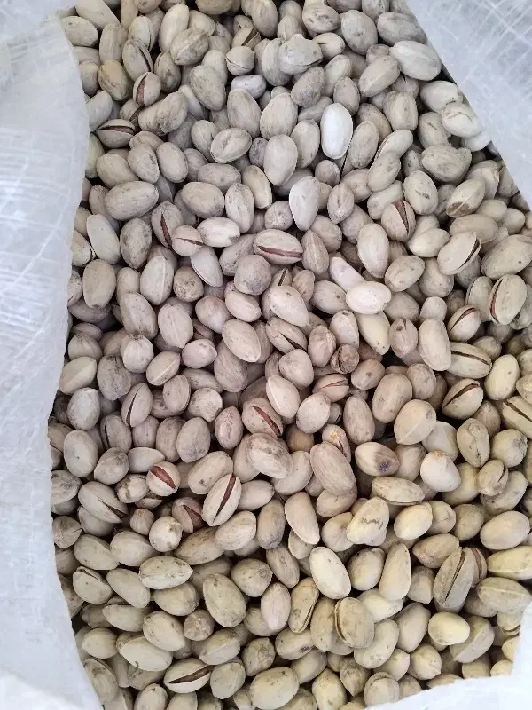 پسته اکبری کیلویی ۹۰۰|خوردنی و آشامیدنی|جوادآباد, |دیوار