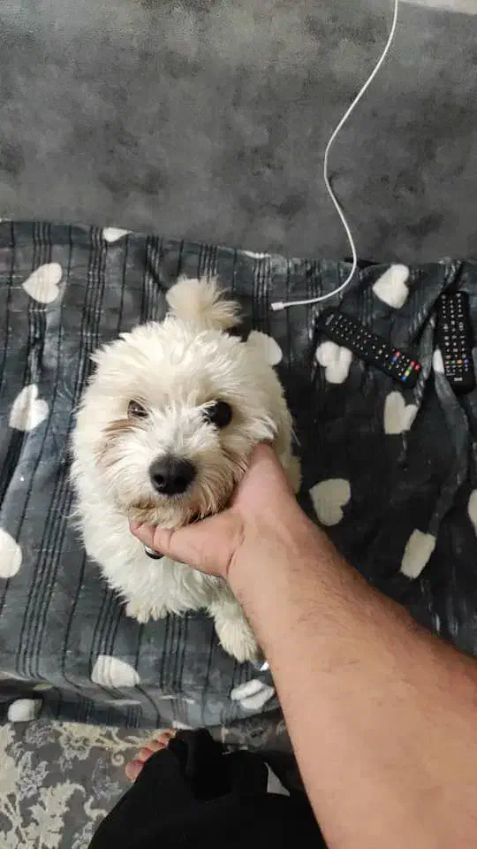 سگ شیتزو پشمالو|سگ|کرمان, |دیوار