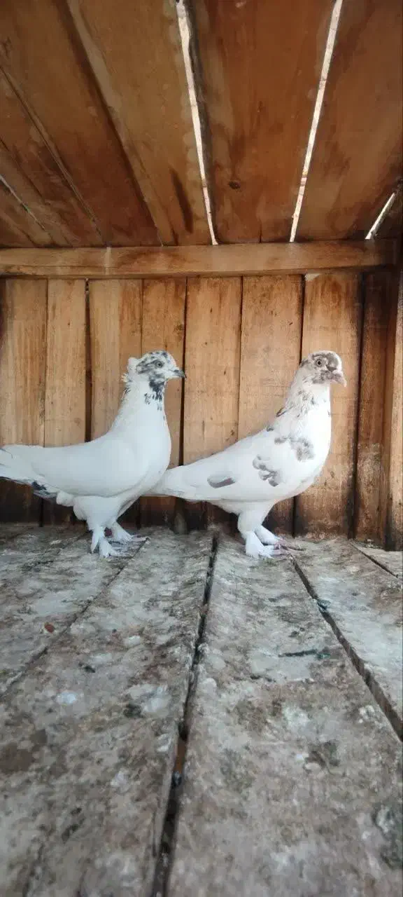 کفتر پرشی|پرنده|قم, نخودی|دیوار