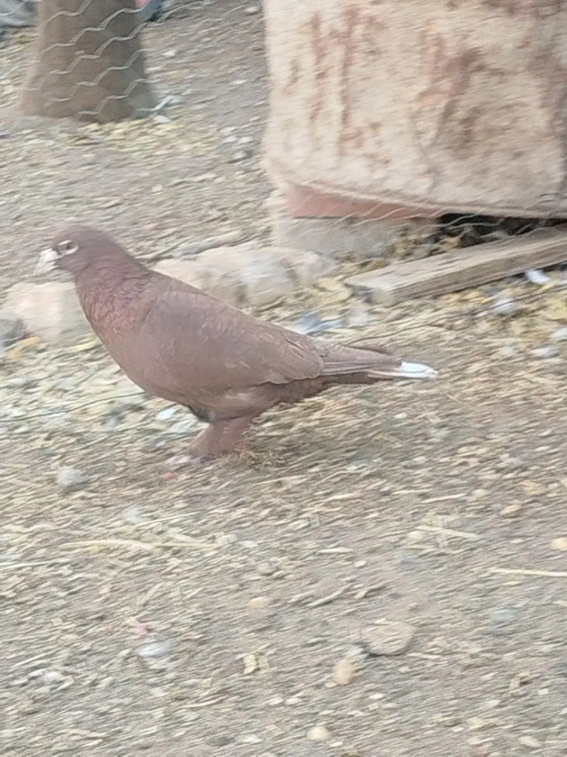 جفت گلی دم سفیدمادش زردبا ماده پلنگ حق|پرنده|رفسنجان, |دیوار