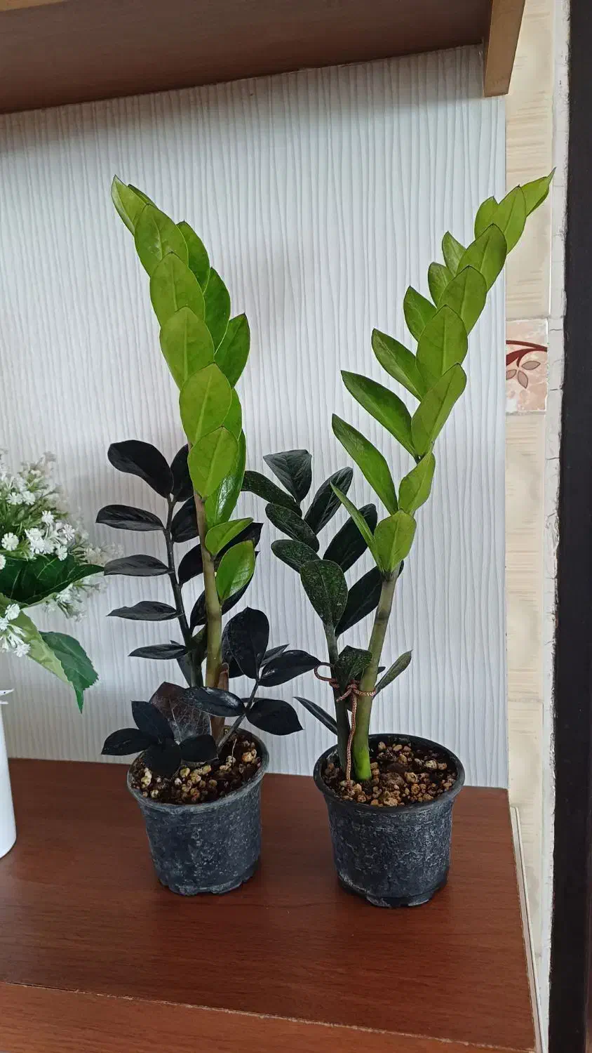 زاموفیلیا بلک|گل و گیاه طبیعی|شیروان (خراسان), |دیوار