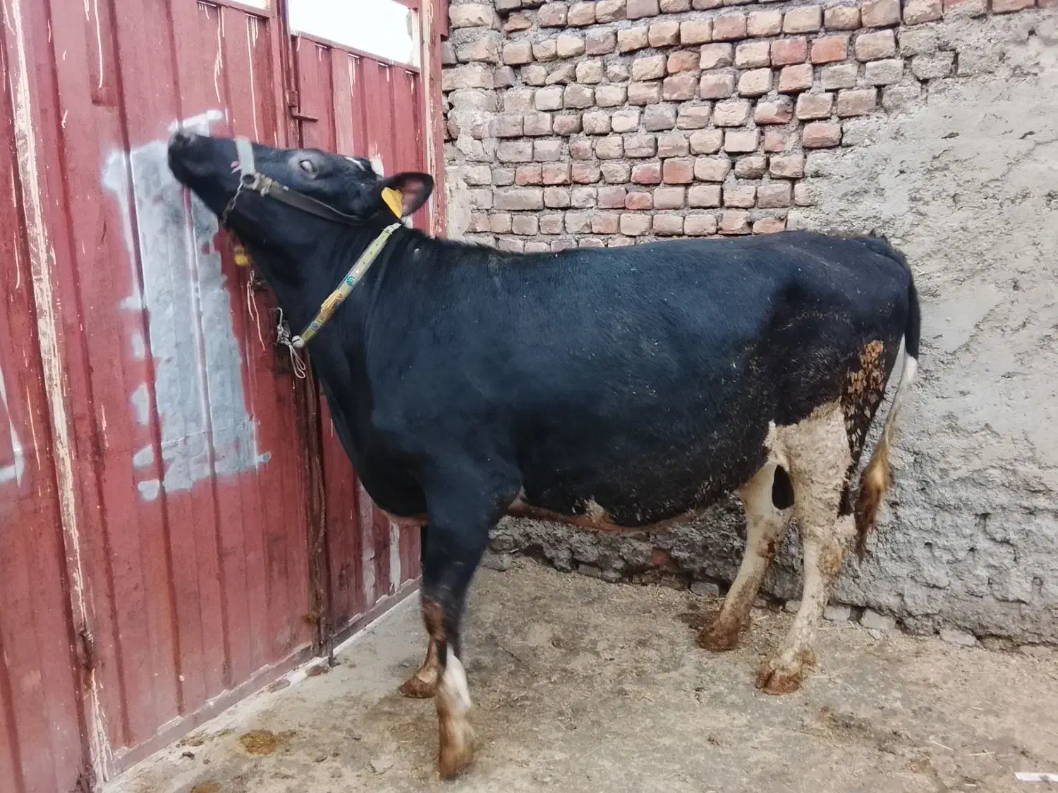 گاو|حیوانات مزرعه|جوکار, |دیوار