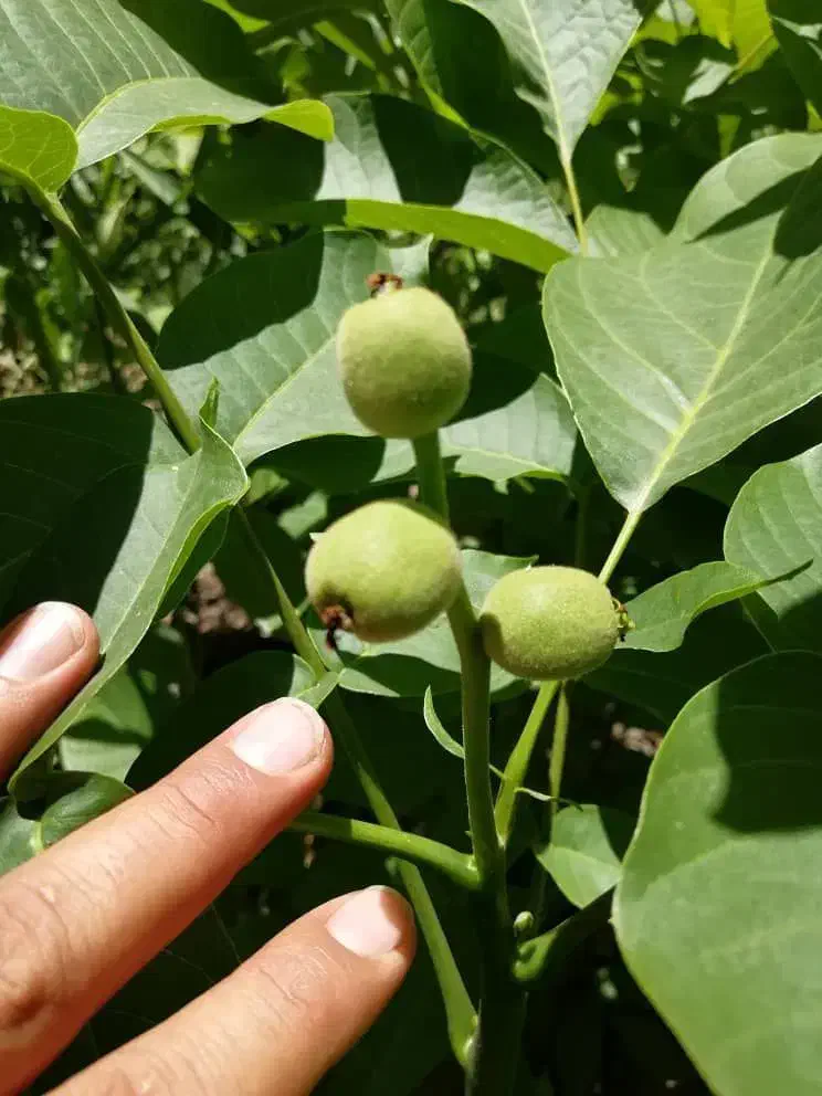 گردو ژنوتیپ 7|خدمات باغبانی و درختکاری|زنجان, |دیوار