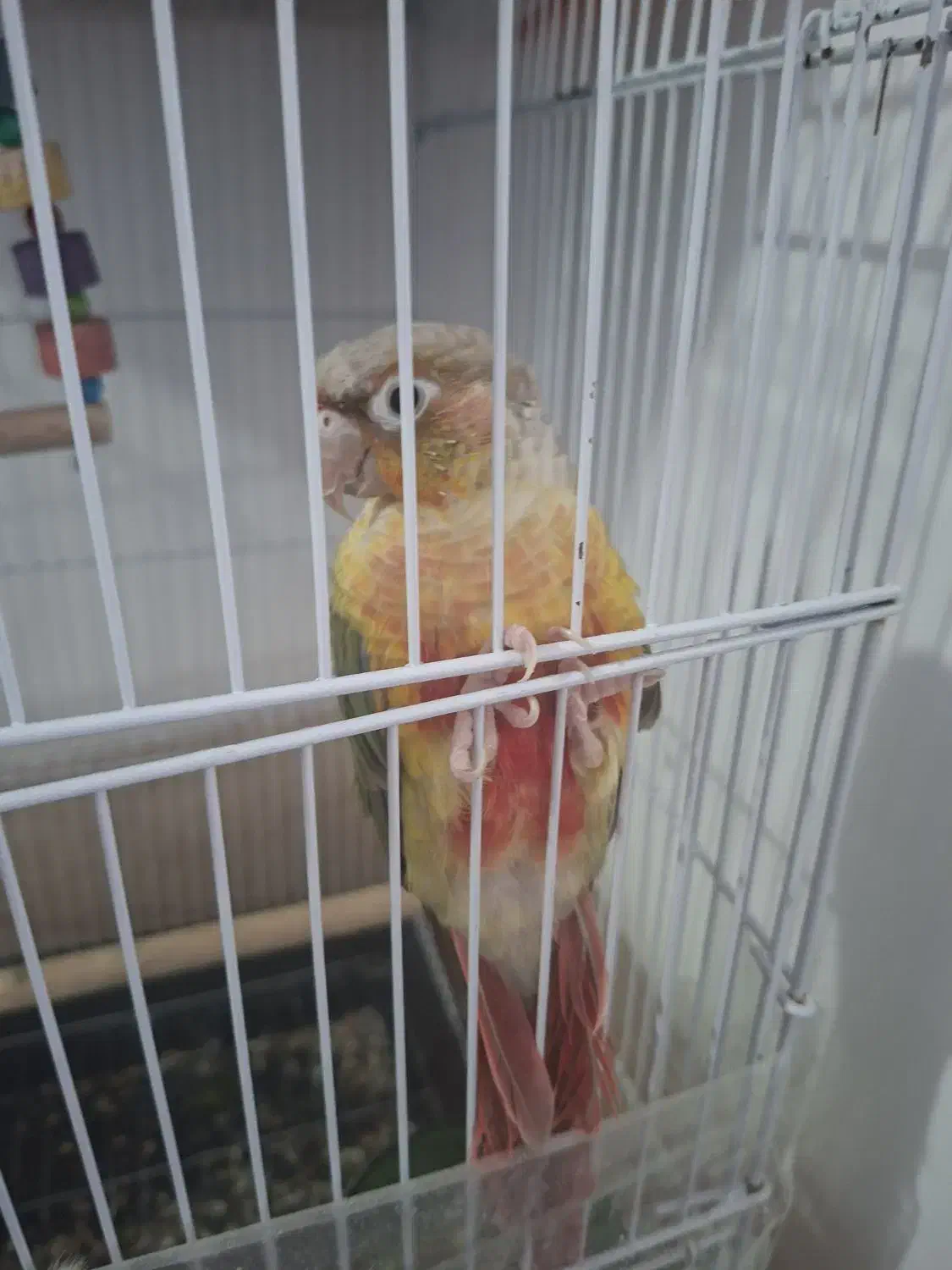 طوطی|اسباببازی بچه|کاشمر, |دیوار