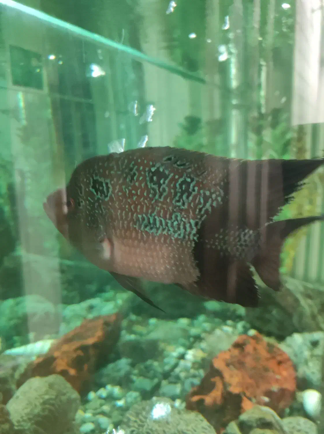 ماهی فلاور|ماهی|اصفهان, میرعماد|دیوار