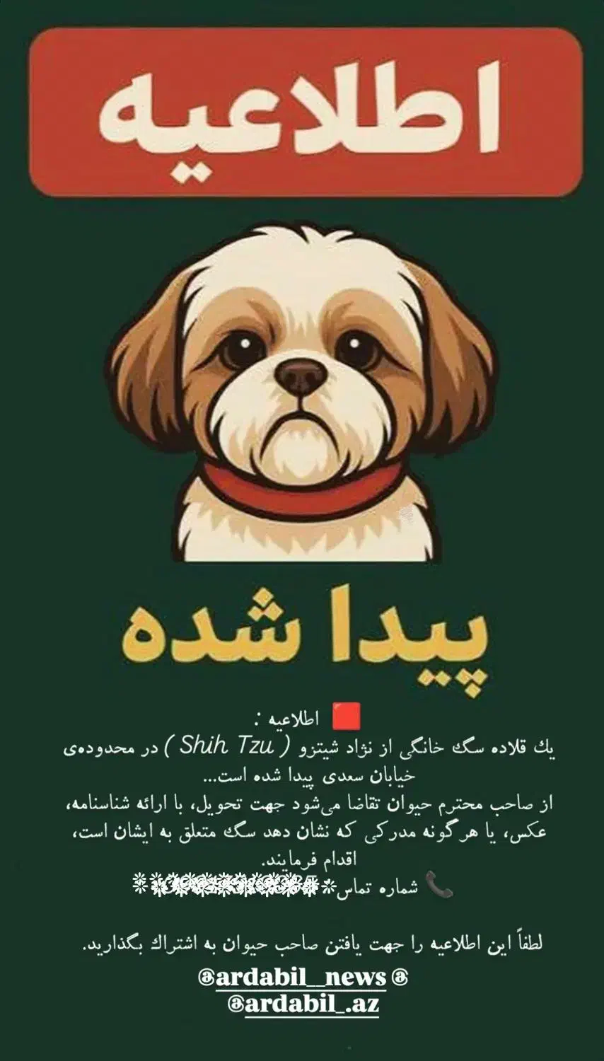 یک قلاده سگ شیتزو پیدا شده|سگ|اردبیل, |دیوار